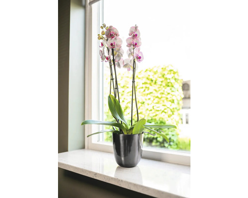 Orchidee in een zwarte pot op een vensterbank