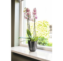 Orchidee in een pot op een vensterbank