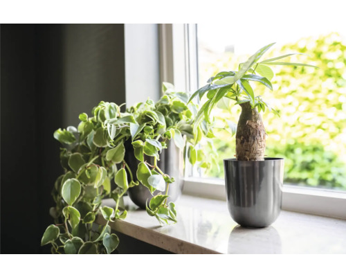 Twee kamerplanten in potten op een vensterbank.