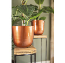 Twee bananenplanten in potten op plantenstandaards