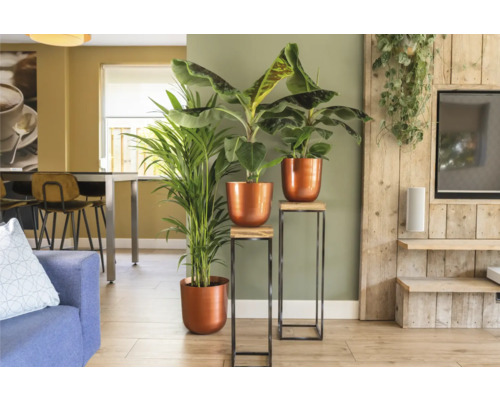 Woonkamer met kamerplanten in potten op plantenstandaarden