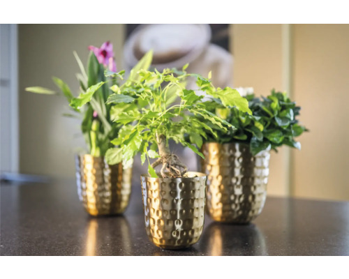 Drie kamerplanten in gouden potten op een oppervlak.
