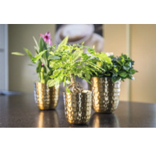 Drie kamerplanten in gouden potten op een oppervlak.