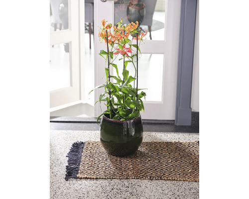 Gloriosa rothschildiana in pot op een vloermat met patroon voor een deur