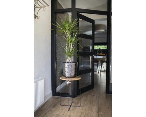 Interieur met drakenboom in pot op bijzettafel, deur met glazen inzet in de achtergrond