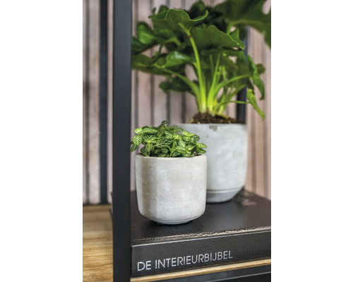 Twee kamerplanten in grijze potten op een plank