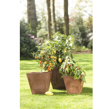 Drie planten in plantenbakken op gazon: Kumquat, citroen en chilipeper