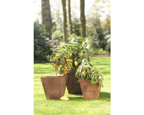 Drie planten in plantenbakken op gazon: Kumquat, citroen en chilipeper