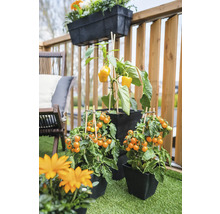 Scene met tomatenplanten en paprikaplanten in plantenbakken op een balkon.