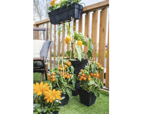 Scene met tomatenplanten en paprikaplanten in plantenbakken op een balkon.
