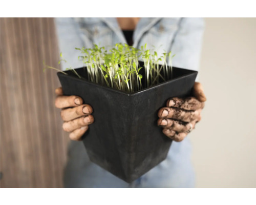Persoon houdt zwarte bloempot met zaailingen vast