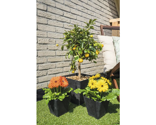 Terras met mandarijnboompje in pot en gerbera in pot