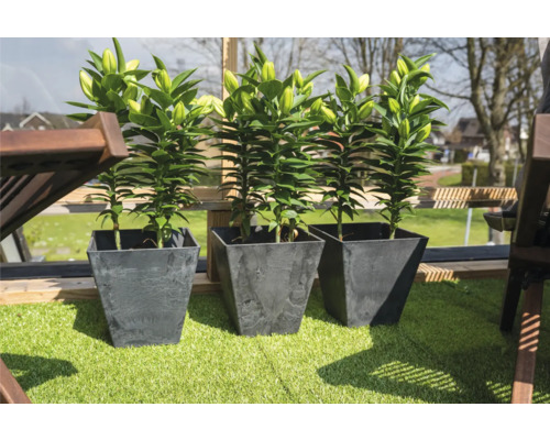 Drie lelieplanten in donkere plantenbakken op een balkon