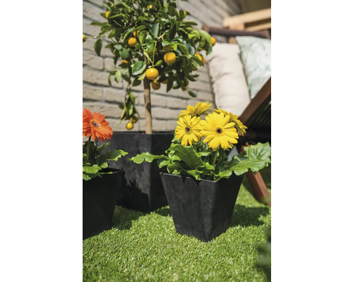 Scene met gerberabloemen en mandarijnboom in plantenbakken op een balkon