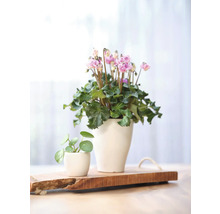 Twee planten in potten op houten plank