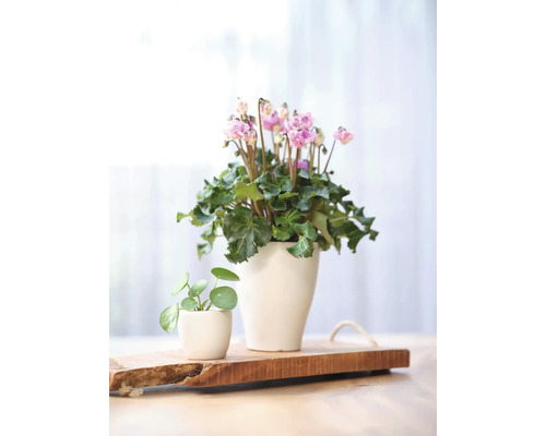 Twee planten in potten op houten plank