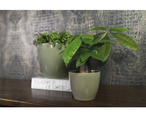 Twee kamerplanten in bijpassende potten op een boek op een tafel