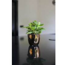 Succulent plant in een pot