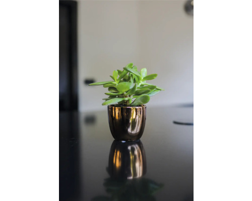 Succulent plant in een pot