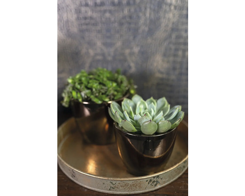 Twee vetplanten in potten op een dienblad