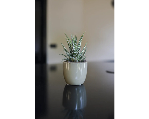 Zebra Haworthia in pot