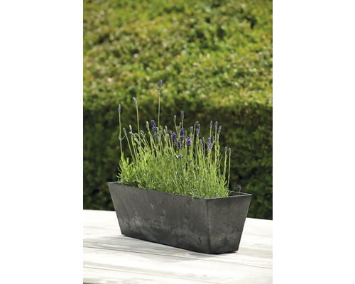 Rechthoekige plantenbak met lavendel op een tafel