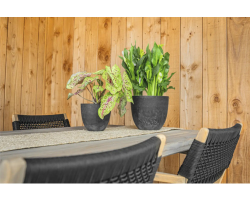 Eettafel met stoelen en twee potplanten voor een houten wand