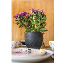 Chrysant in een pot op een gedekte tafel