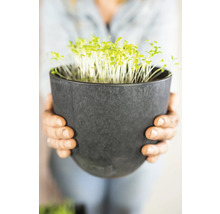 Persoon houdt pot met tuinkers in handen