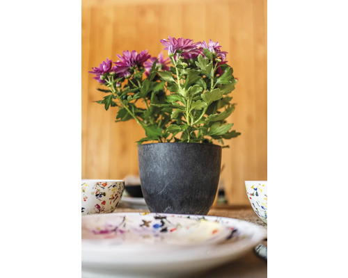 Chrysant in een pot op een eettafel