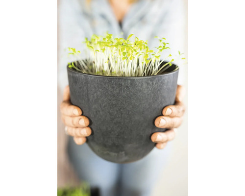 Persoon houdt pot met tuinkers vast.