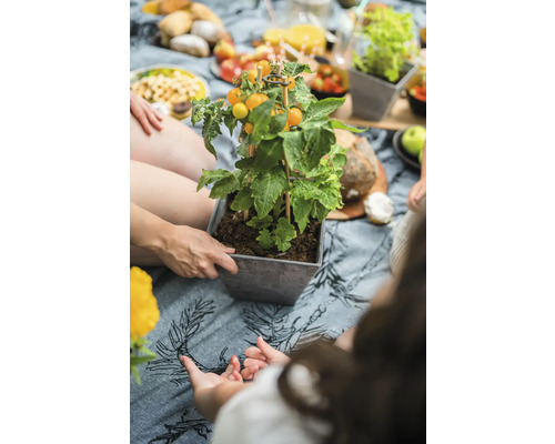 Plantpot met gele tomatenplanten op een picknickkleed