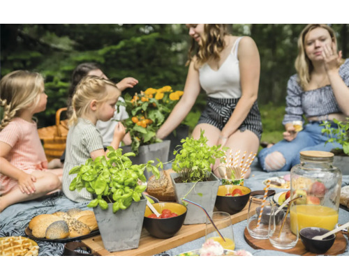 Familie picknickt in de tuin met kruiden in pot, aardbeien, sap en gebak.
