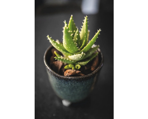 Aloë vera plant in pot