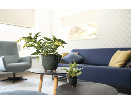 Woonkamer met kamerplanten in potten op tafels