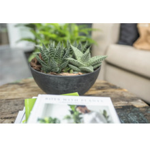 Kamerplant in ronde pot op een tafel