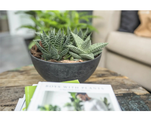 Kamerplant in ronde pot op een tafel