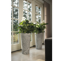 Twee anthuriumplanten in hoge, grijze plantenbakken voor een terrasdeur.