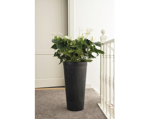 Anthurium in een donkere plantenbak binnenshuis.