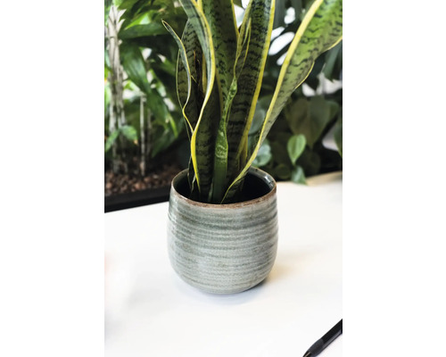 Sansevieria in keramische pot als kamerplant