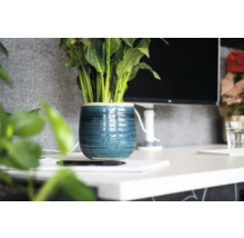 Kamerplant in blauwe keramische pot op een bureau