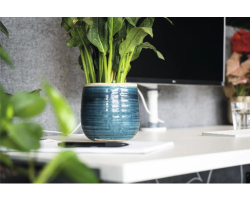 Kamerplant in blauwe keramische pot op een bureau