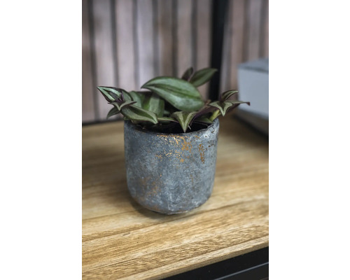 Kamerplant in grijze pot op een houten tafel