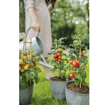 Vrouw geeft water aan tomatenplanten in pot in de tuin
