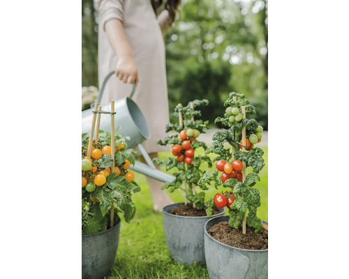 Vrouw geeft water aan tomatenplanten in pot in de tuin