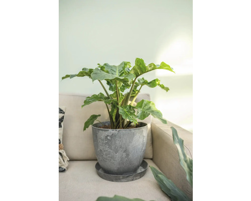 Kamerplant Alocasia Frydek in een plantenbak op een bank
