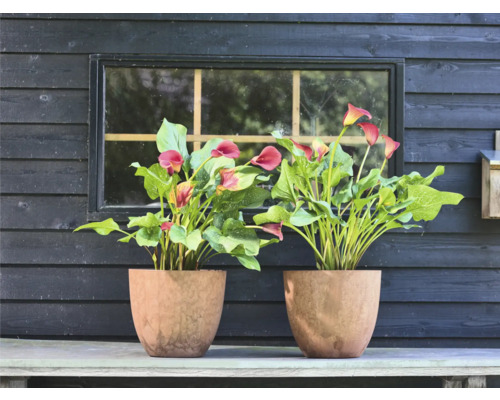 Twee Zantedeschia planten in potten voor een houten muur