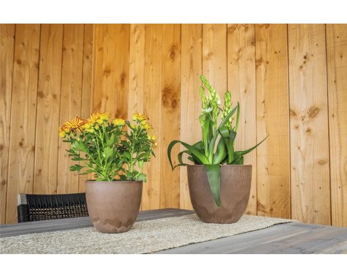 Madeliefjes en hyacint in bloempotten op een tafel voor een houten wand