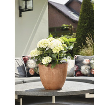 Hortensia in plantenbak op tuintafel
