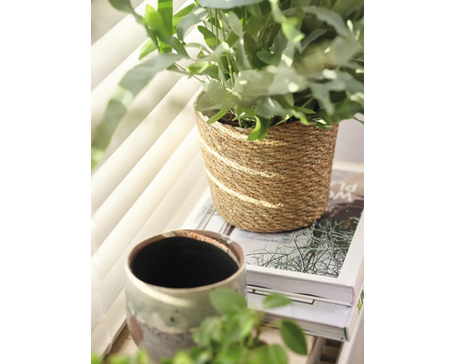 Kamerplant in een pot op een boek